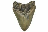 Fossil Megalodon Tooth - North Carolina #299024-1
